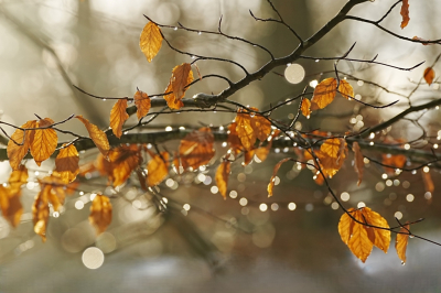 <i class='fa fa-user'></i>&nbsp;hesterb&nbsp;|  Smeltende sneeuwdrupjes&nbsp; <i class='fa fa-eye'>&nbsp;33</i> &nbsp; <i class='fa fa-comment-o'>&nbsp;1</i>