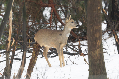 <i class='fa fa-user'></i>&nbsp;David&nbsp;|  Ree&nbsp; <i class='fa fa-eye'>&nbsp;29</i> &nbsp; <i class='fa fa-comment-o'>&nbsp;0</i>