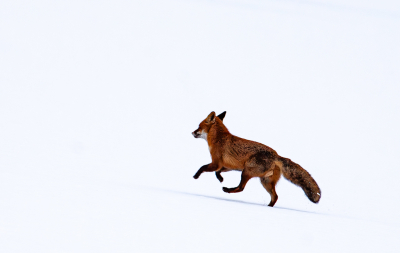 <i class='fa fa-user'></i>&nbsp;Marie-Jos� Boon&nbsp;|  Vos&nbsp; <i class='fa fa-eye'>&nbsp;55</i> &nbsp; <i class='fa fa-comment-o'>&nbsp;2</i>