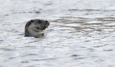 <i class='fa fa-user'></i>&nbsp;Eric Gibcus&nbsp;|  Otter&nbsp; <i class='fa fa-eye'>&nbsp;53</i> &nbsp;<i class='fa fa-thumbs-up'>&nbsp;4</i> &nbsp; <i class='fa fa-comment-o'>&nbsp;3</i>