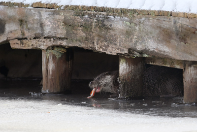 <i class='fa fa-user'></i>&nbsp;Eric Gibcus&nbsp;|  Otter&nbsp; <i class='fa fa-eye'>&nbsp;37</i> &nbsp;<i class='fa fa-thumbs-up'>&nbsp;3</i> &nbsp; <i class='fa fa-comment-o'>&nbsp;1</i>