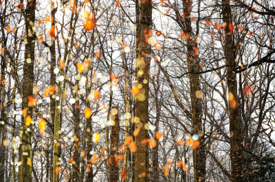 <i class='fa fa-user'></i>&nbsp;hesterb&nbsp;|  Spelen met diafragma en dooilichtjes&nbsp; <i class='fa fa-eye'>&nbsp;16</i> &nbsp; <i class='fa fa-comment-o'>&nbsp;1</i>