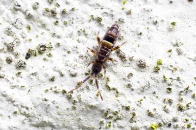 <i class='fa fa-user'></i>&nbsp;Martin Verbeeten&nbsp;|  Dwarsgestreepte Springstaart&nbsp; <i class='fa fa-eye'>&nbsp;19</i> &nbsp; <i class='fa fa-comment-o'>&nbsp;1</i>