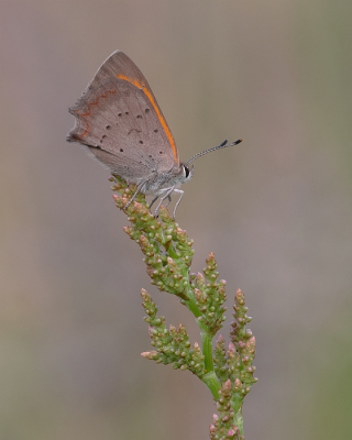 <i class='fa fa-user'></i>&nbsp;Johan van Gurp&nbsp;|  Kleine Vuurvlinder&nbsp; <i class='fa fa-eye'>&nbsp;23</i> &nbsp; <i class='fa fa-comment-o'>&nbsp;1</i>