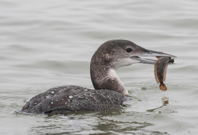 <i class='fa fa-user'></i>&nbsp;Eef Kieft&nbsp;|  Gewone Slijmvis&nbsp; <i class='fa fa-eye'>&nbsp;75</i> &nbsp; <i class='fa fa-comment-o'>&nbsp;3</i>