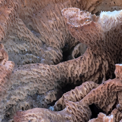 <i class='fa fa-user'></i>&nbsp;Johan van Gurp&nbsp;|  Spekzwoerdzwam&nbsp; <i class='fa fa-eye'>&nbsp;41</i> &nbsp;<i class='fa fa-thumbs-up'>&nbsp;2</i> &nbsp; <i class='fa fa-comment-o'>&nbsp;2</i>