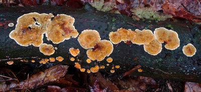 <i class='fa fa-user'></i>&nbsp;guidomwm&nbsp;|  Gele Korstzwam&nbsp; <i class='fa fa-eye'>&nbsp;29</i> &nbsp; <i class='fa fa-comment-o'>&nbsp;2</i>