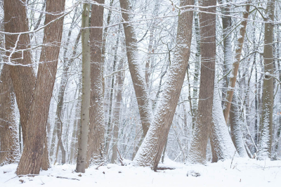 <i class='fa fa-user'></i>&nbsp;Adri Gr Nuelend&nbsp;|  Winter&nbsp; <i class='fa fa-eye'>&nbsp;51</i> &nbsp;<i class='fa fa-thumbs-up'>&nbsp;1</i> &nbsp; <i class='fa fa-comment-o'>&nbsp;8</i>