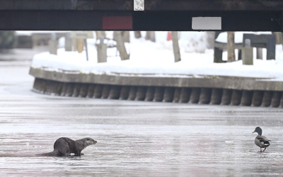 <i class='fa fa-user'></i>&nbsp;Eric Gibcus&nbsp;|  Otter&nbsp; <i class='fa fa-eye'>&nbsp;68</i> &nbsp;<i class='fa fa-thumbs-up'>&nbsp;4</i> &nbsp; <i class='fa fa-comment-o'>&nbsp;5</i>