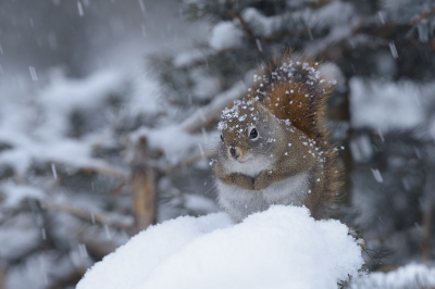 <i class='fa fa-user'></i>&nbsp;Jan Luit&nbsp;|  Amerikaanse Rode Eekhoorn&nbsp; <i class='fa fa-eye'>&nbsp;39</i> &nbsp; <i class='fa fa-comment-o'>&nbsp;2</i>