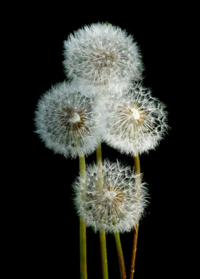 De synnetrie trof mij. Ik wachtte met fotograferen op het moment n�t voordat de pluizen als parachutes hun weg gaan.