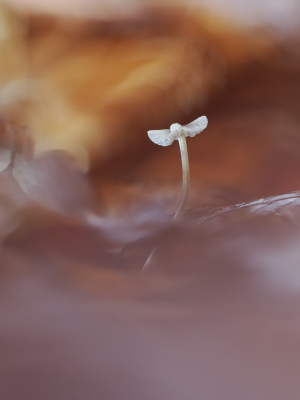 <i class='fa fa-user'></i>&nbsp;Niels Prinsen&nbsp;|  Mycena&nbsp; <i class='fa fa-eye'>&nbsp;35</i> &nbsp;<i class='fa fa-thumbs-up'>&nbsp;1</i> &nbsp; <i class='fa fa-comment-o'>&nbsp;2</i>