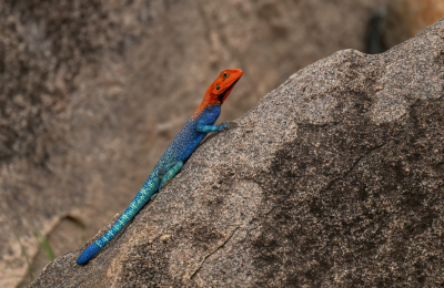 <i class='fa fa-user'></i>&nbsp;JeroenAsilia&nbsp;|  Agama mwanzae&nbsp; <i class='fa fa-eye'>&nbsp;30</i> &nbsp; <i class='fa fa-comment-o'>&nbsp;4</i>