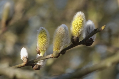 Een heldere vroege voorjaarsdag na een lange winter : het eerste ontluikend groen. Op zo'n dag moet je het veelal van het kleine hebben !