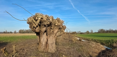 <i class='fa fa-user'></i>&nbsp;guidomwm&nbsp;|  Wilg&nbsp; <i class='fa fa-eye'>&nbsp;44</i> &nbsp; <i class='fa fa-comment-o'>&nbsp;4</i>