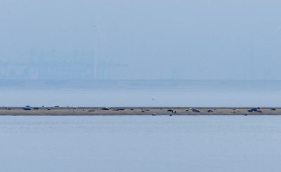 <i class='fa fa-user'></i>&nbsp;Pieter  LJ&nbsp;|  Zandbank met zeehonden&nbsp; <i class='fa fa-eye'>&nbsp;7</i> &nbsp; <i class='fa fa-comment-o'>&nbsp;0</i>