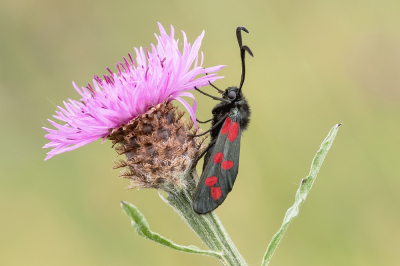 <i class='fa fa-user'></i>&nbsp;Johan van Gurp&nbsp;|  Sint-jansvlinder&nbsp; <i class='fa fa-eye'>&nbsp;14</i> &nbsp; <i class='fa fa-comment-o'>&nbsp;1</i>