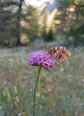 <i class='fa fa-user'></i>&nbsp;koekieman&nbsp;|  Titania's Parelmoervlinder&nbsp; <i class='fa fa-eye'>&nbsp;12</i> &nbsp; <i class='fa fa-comment-o'>&nbsp;1</i>