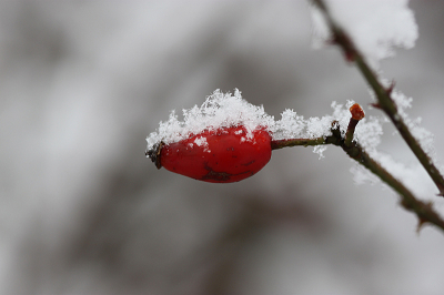 <i class='fa fa-user'></i>&nbsp;Paul Vandebroek&nbsp;|  Hondsroos&nbsp; <i class='fa fa-eye'>&nbsp;13</i> &nbsp; <i class='fa fa-comment-o'>&nbsp;1</i>