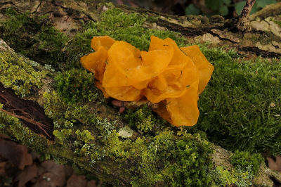 <i class='fa fa-user'></i>&nbsp;frbeuming&nbsp;|  Gele Trilzwam&nbsp; <i class='fa fa-eye'>&nbsp;7</i> &nbsp; <i class='fa fa-comment-o'>&nbsp;0</i>