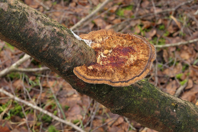 <i class='fa fa-user'></i>&nbsp;frbeuming&nbsp;|  Gele Korstzwam&nbsp; <i class='fa fa-eye'>&nbsp;6</i> &nbsp; <i class='fa fa-comment-o'>&nbsp;1</i>