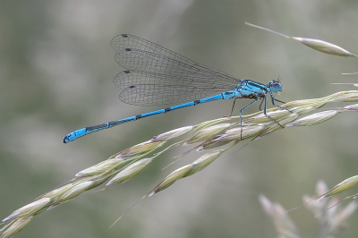 <i class='fa fa-user'></i>&nbsp;Johan van Gurp&nbsp;|  Azuurwaterjuffer&nbsp; <i class='fa fa-eye'>&nbsp;35</i> &nbsp;<i class='fa fa-thumbs-up'>&nbsp;1</i> &nbsp; <i class='fa fa-comment-o'>&nbsp;1</i>