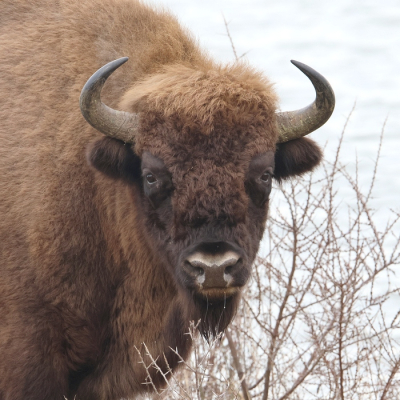 <i class='fa fa-user'></i>&nbsp;Henk Baptist&nbsp;|  Wisent&nbsp; <i class='fa fa-eye'>&nbsp;42</i> &nbsp; <i class='fa fa-comment-o'>&nbsp;2</i>