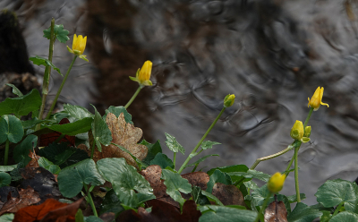 <i class='fa fa-user'></i>&nbsp;nelappelmelk&nbsp;|  Gewoon Speenkruid&nbsp; <i class='fa fa-eye'>&nbsp;45</i> &nbsp; <i class='fa fa-comment-o'>&nbsp;3</i>