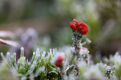 <i class='fa fa-user'></i>&nbsp;Paul Vandebroek&nbsp;|  Rood Bekermos&nbsp; <i class='fa fa-eye'>&nbsp;35</i> &nbsp;<i class='fa fa-thumbs-up'>&nbsp;1</i> &nbsp; <i class='fa fa-comment-o'>&nbsp;1</i>