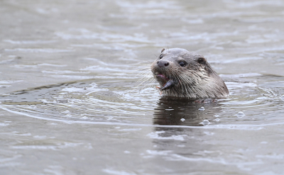 <i class='fa fa-user'></i>&nbsp;Eric Gibcus&nbsp;|  Otter&nbsp; <i class='fa fa-eye'>&nbsp;62</i> &nbsp;<i class='fa fa-thumbs-up'>&nbsp;5</i> &nbsp; <i class='fa fa-comment-o'>&nbsp;6</i>