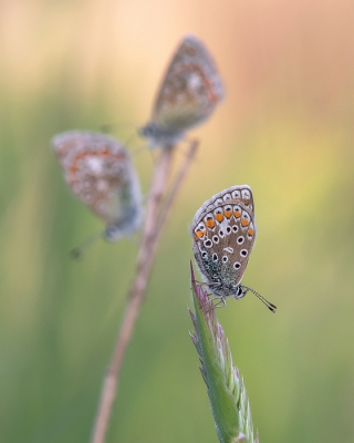 <i class='fa fa-user'></i>&nbsp;Johan van Gurp&nbsp;|  Icarusblauwtje&nbsp; <i class='fa fa-eye'>&nbsp;24</i> &nbsp;<i class='fa fa-thumbs-up'>&nbsp;1</i> &nbsp; <i class='fa fa-comment-o'>&nbsp;1</i>