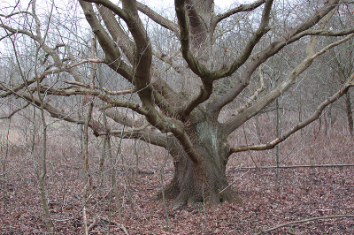 <i class='fa fa-user'></i>&nbsp;Paul Vandebroek&nbsp;|  Oude bomen&nbsp; <i class='fa fa-eye'>&nbsp;29</i> &nbsp; <i class='fa fa-comment-o'>&nbsp;1</i>