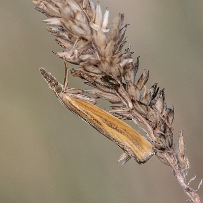 <i class='fa fa-user'></i>&nbsp;Johan van Gurp&nbsp;|  Variabele Grasmot&nbsp; <i class='fa fa-eye'>&nbsp;19</i> &nbsp; <i class='fa fa-comment-o'>&nbsp;0</i>