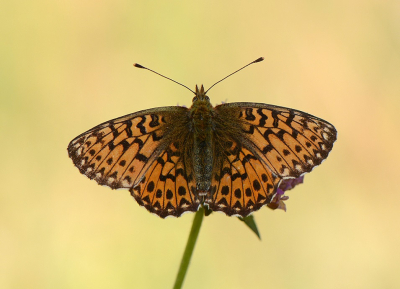 <i class='fa fa-user'></i>&nbsp;koekieman&nbsp;|  Titania's Parelmoervlinder&nbsp; <i class='fa fa-eye'>&nbsp;26</i> &nbsp; <i class='fa fa-comment-o'>&nbsp;0</i>