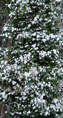 <i class='fa fa-user'></i>&nbsp;guidomwm&nbsp;|  Klimop met Sneeuw&nbsp; <i class='fa fa-eye'>&nbsp;27</i> &nbsp; <i class='fa fa-comment-o'>&nbsp;2</i>