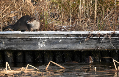 <i class='fa fa-user'></i>&nbsp;Eric Gibcus&nbsp;|  Otter&nbsp; <i class='fa fa-eye'>&nbsp;7</i> &nbsp; <i class='fa fa-comment-o'>&nbsp;0</i>