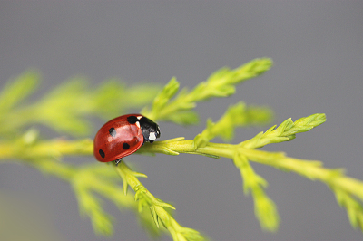 <i class='fa fa-user'></i>&nbsp;Paul Vandebroek&nbsp;|  Zevenstippelig Lieveheersbeestje&nbsp; <i class='fa fa-eye'>&nbsp;3</i> &nbsp; <i class='fa fa-comment-o'>&nbsp;0</i>