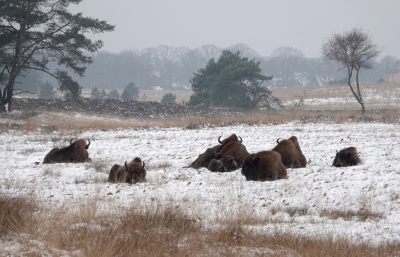 <i class='fa fa-user'></i>&nbsp;nelappelmelk&nbsp;|  Landschap met wisenten&nbsp; <i class='fa fa-eye'>&nbsp;34</i> &nbsp; <i class='fa fa-comment-o'>&nbsp;0</i>