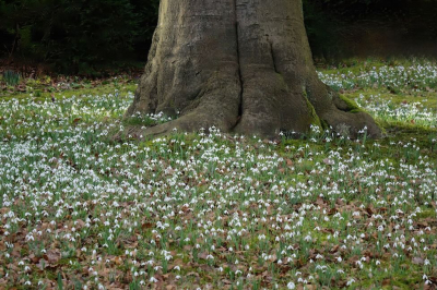 <i class='fa fa-user'></i>&nbsp;Rob Leopold&nbsp;|  Sneeuwklokje&nbsp; <i class='fa fa-eye'>&nbsp;21</i> &nbsp; <i class='fa fa-comment-o'>&nbsp;2</i>