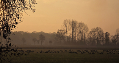 <i class='fa fa-user'></i>&nbsp;guidomwm&nbsp;|  Landschap met ochtendlicht&nbsp; <i class='fa fa-eye'>&nbsp;4</i> &nbsp; <i class='fa fa-comment-o'>&nbsp;0</i>