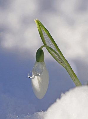 <i class='fa fa-user'></i>&nbsp;Nel R&nbsp;|  Sneeuwklokje&nbsp; <i class='fa fa-eye'>&nbsp;33</i> &nbsp;<i class='fa fa-thumbs-up'>&nbsp;4</i> &nbsp; <i class='fa fa-comment-o'>&nbsp;6</i>