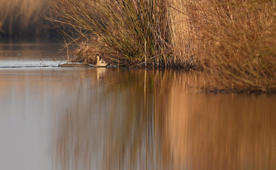 <i class='fa fa-user'></i>&nbsp;Eric Gibcus&nbsp;|  Ree&nbsp; <i class='fa fa-eye'>&nbsp;10</i> &nbsp; <i class='fa fa-comment-o'>&nbsp;0</i>