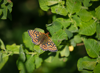 Met een maatje op pad geweest voor deze speciale en mooie soort. Genoeg zien vliegen en kunnen vastleggen toen ze nog zeer actief (en schuw) waren.

Gelukkig had ik de telelens bij me, anders was het niet mogelijk geweest.

Toen een rondje gelopen en naderhand teruggekeerd in de hoop ze in ruststand aan te treffen en wat denk je ... nada niks, geen Veenbesparelmoervlinder meer te zien.

Tja, dat hoort erbij en ik was al lang blij dat ik hem met open vleugels kon vastleggen.

Uit de hand genomen.