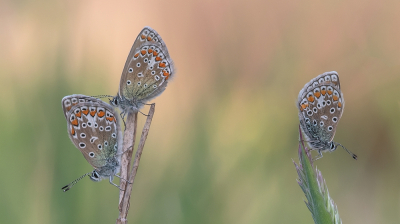 <i class='fa fa-user'></i>&nbsp;Johan van Gurp&nbsp;|  Icarusblauwtje&nbsp; <i class='fa fa-eye'>&nbsp;10</i> &nbsp; <i class='fa fa-comment-o'>&nbsp;0</i>