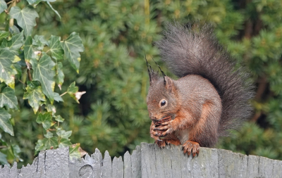 <i class='fa fa-user'></i>&nbsp;nelappelmelk&nbsp;|  Eekhoorn&nbsp; <i class='fa fa-eye'>&nbsp;7</i> &nbsp; <i class='fa fa-comment-o'>&nbsp;0</i>