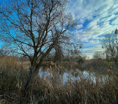 <i class='fa fa-user'></i>&nbsp;B.M.Schouten-Ruis&nbsp;|  Natuurgebied De Esch&nbsp; <i class='fa fa-eye'>&nbsp;22</i> &nbsp;<i class='fa fa-thumbs-up'>&nbsp;1</i> &nbsp; <i class='fa fa-comment-o'>&nbsp;1</i>