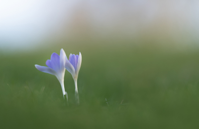 Traditioneel ga ik in februari op zoek naar de eerste lentebodes, Sneeuwklokje en Bonte Krokus.

Afgelopen woensdag een paar uurtjes verlof genomen en op pad gegaan. Beiden gevonden.

Blijft een uitdaging om ze op een (voor mij persoonlijke) leuke manier vast te leggen.

Camera laag boven de grond, kijkend op het kantelbaar schermpje van de A7IV via LiveView.