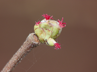 <i class='fa fa-user'></i>&nbsp;Paul Vandebroek&nbsp;|  Hazelaar&nbsp; <i class='fa fa-eye'>&nbsp;20</i> &nbsp; <i class='fa fa-comment-o'>&nbsp;0</i>