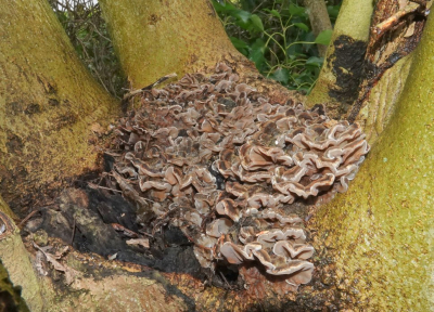 <i class='fa fa-user'></i>&nbsp;ko katsman&nbsp;|  Viltig Judasoor&nbsp; <i class='fa fa-eye'>&nbsp;4</i> &nbsp; <i class='fa fa-comment-o'>&nbsp;0</i>