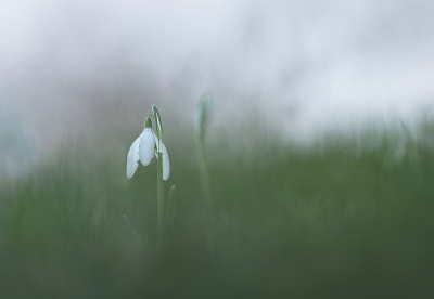 Naast de Bonte Krokussen, ook de Gewone Sneeuwklokjes kunnen vastleggen afgelopen woensdag.

Ook hier de camera laag boven de grond, kijkend via LiveView voor compositie, achtergrond.